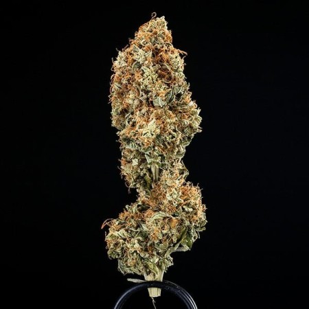 Epsilon F1 - Royal Queen Seeds | Autoflowering Cannabis Seeds Epsilon F1 - Royal Queen Seeds | Autoflowering Cannabis Seeds