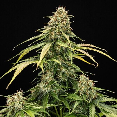Epsilon F1 - Royal Queen Seeds | Autoflowering Cannabis Seeds Epsilon F1 - Royal Queen Seeds | Autoflowering Cannabis Seeds