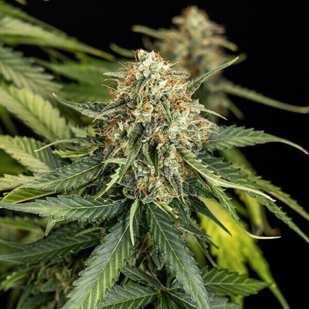 Epsilon F1 - Royal Queen Seeds | Autoflowering Cannabis Seeds Epsilon F1 - Royal Queen Seeds | Autoflowering Cannabis Seeds