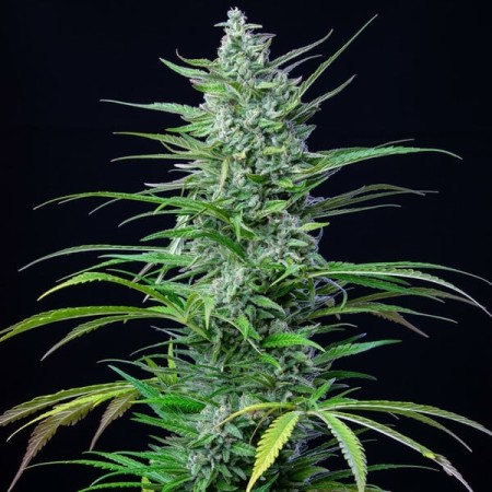 Special Kush 1 - Royal Queen Seeds | Feminized Cannabis Seeds