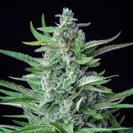 Special Kush 1 - Royal Queen Seeds | Feminized Cannabis Seeds