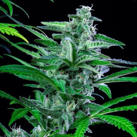 Special Kush 1 - Royal Queen Seeds | Feminized Cannabis Seeds
