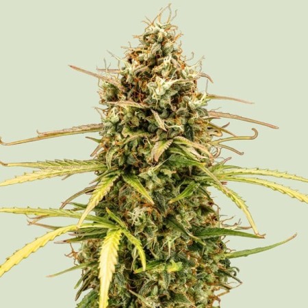 Milky Way F1 - Royal Queen Seeds | Autoflowering Cannabis Seeds Milky Way F1 - Royal Queen Seeds | Autoflowering Cannabis Seeds