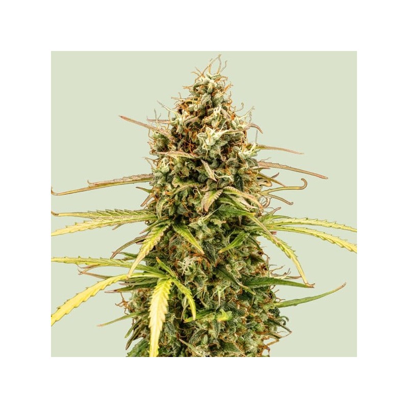 Milky Way F1 - Royal Queen Seeds | Autoflowering Cannabis Seeds Milky Way F1 - Royal Queen Seeds | Autoflowering Cannabis Seeds