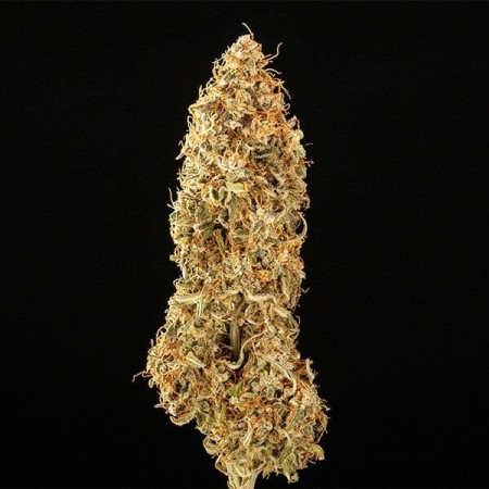 Milky Way F1 - Royal Queen Seeds | Autoflowering Cannabis Seeds Milky Way F1 - Royal Queen Seeds | Autoflowering Cannabis Seeds