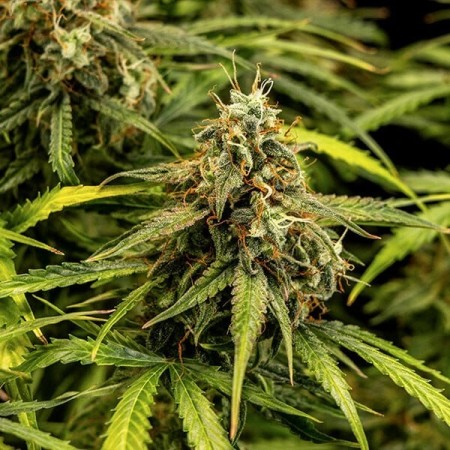 Milky Way F1 - Royal Queen Seeds | Autoflowering Cannabis Seeds Milky Way F1 - Royal Queen Seeds | Autoflowering Cannabis Seeds
