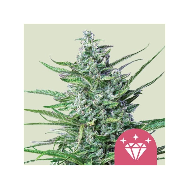 Special Kush 1 - Royal Queen Seeds | Feminized Cannabis Seeds