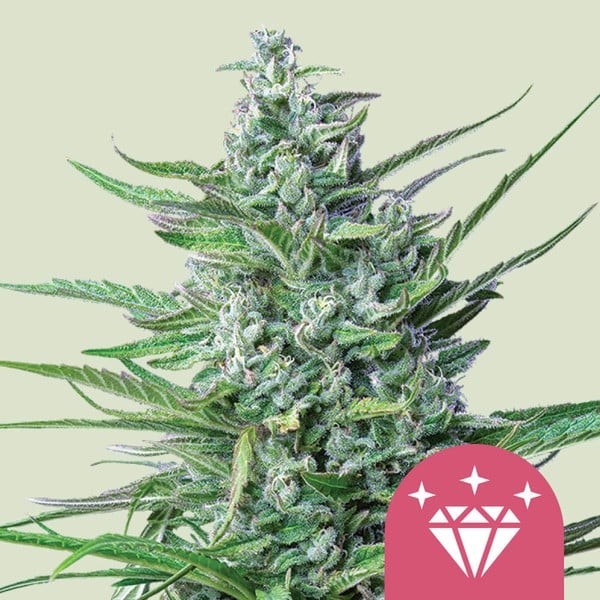 Special Kush 1 - Royal Queen Seeds | Feminized