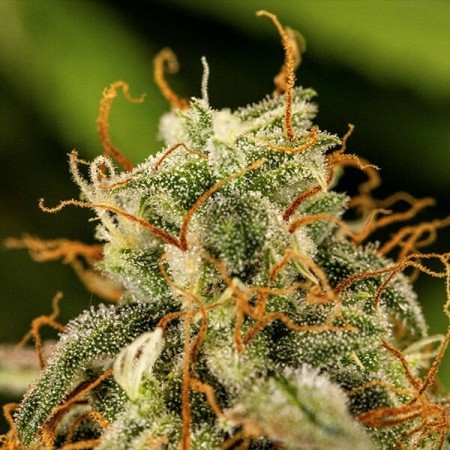 Milky Way F1 - Royal Queen Seeds | Autoflowering Cannabis Seeds Milky Way F1 - Royal Queen Seeds | Autoflowering Cannabis Seeds