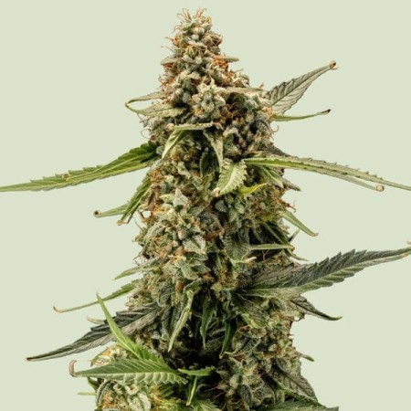 Titan F1 - Royal Queen Seeds | Autoflowering Cannabis Seeds Titan F1 - Royal Queen Seeds | Autoflowering Cannabis Seeds