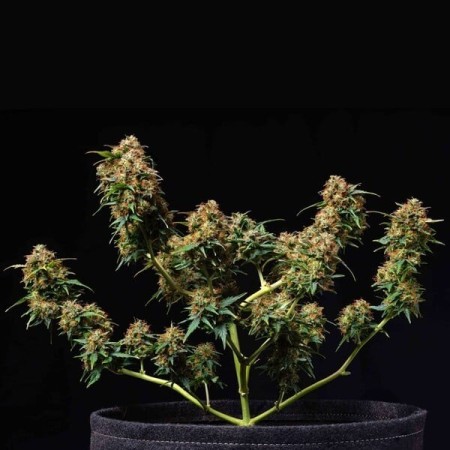 Titan F1 - Royal Queen Seeds | Autoflowering Cannabis Seeds Titan F1 - Royal Queen Seeds | Autoflowering Cannabis Seeds
