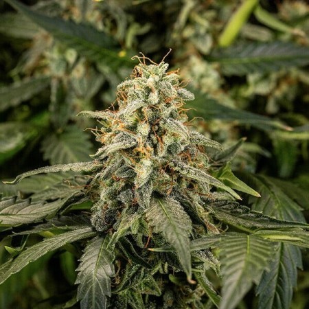 Titan F1 - Royal Queen Seeds | Autoflowering Cannabis Seeds Titan F1 - Royal Queen Seeds | Autoflowering Cannabis Seeds