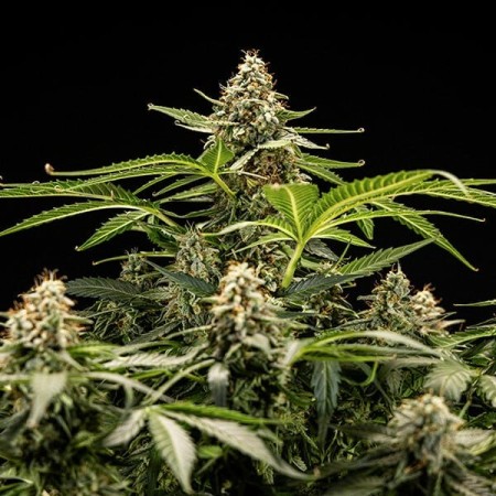 Titan F1 - Royal Queen Seeds | Autoflowering Cannabis Seeds Titan F1 - Royal Queen Seeds | Autoflowering Cannabis Seeds
