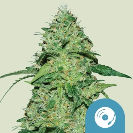 Joanne's - Royal Queen Seeds | CBD Cannabis Seeds