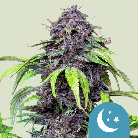 Purplematic - Royal Queen Seeds | CBD Cannabis Seeds