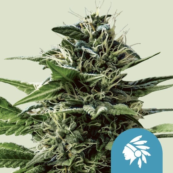 Tatanka Pure - Royal Queen Seeds | CBD