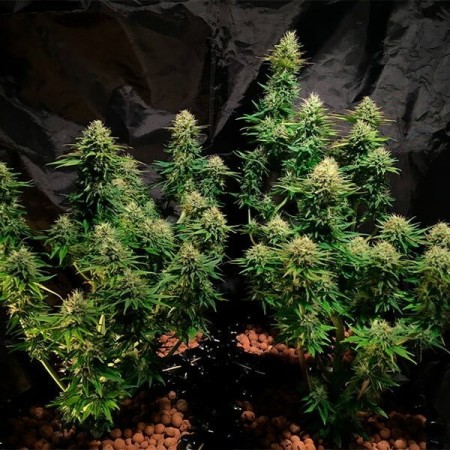 Tatanka Pure - Royal Queen Seeds | CBD Cannabis Seeds