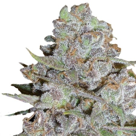 Bubblegum x Fat HOG - Growerschoice Seeds | Feminized