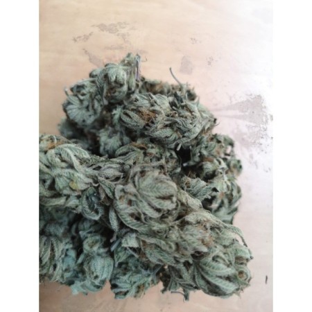 Bubblegum x Fat HOG - Growerschoice Seeds | Feminized