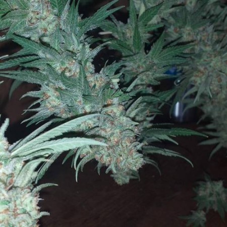Bubblegum x Fat HOG - Growerschoice Seeds | Feminized