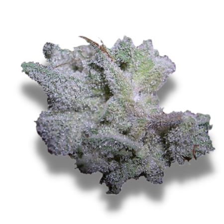 Brain Damage - Growerschoice Seeds | Feminized Cannabis Seeds Brain Damage - Growerschoice Seeds | Feminized Cannabis Seeds