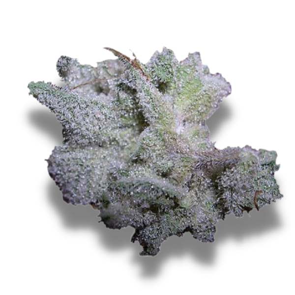Brain Damage - Growerschoice Seeds | Feminized