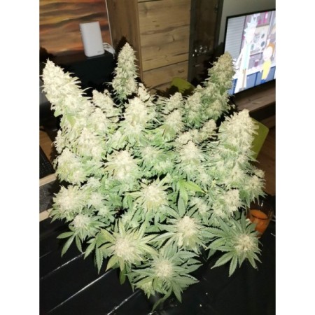 Brain Damage - Growerschoice Seeds | Feminized Cannabis Seeds Brain Damage - Growerschoice Seeds | Feminized Cannabis Seeds