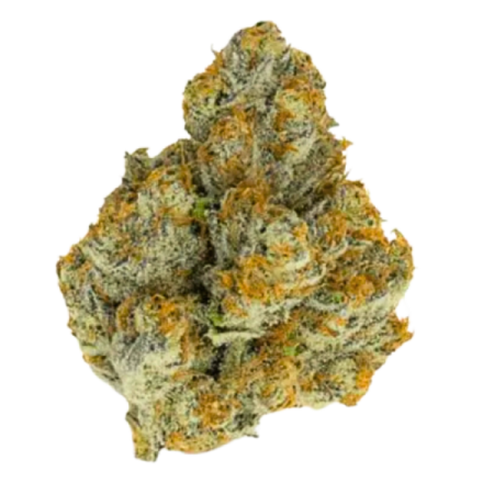 Blue Zushi Limited Edition - Growerschoice Seeds | Feminized