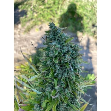 Blue Forest Berry - Growerschoice Seeds | Feminized