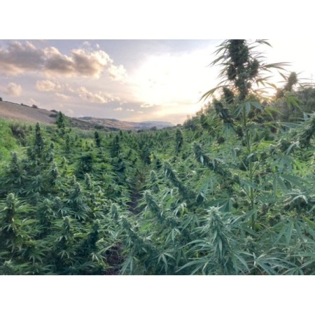 Blue Forest Berry - Growerschoice Seeds | Feminized