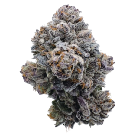 Pink GlitterBomb - Growerschoice Seeds | Feminized