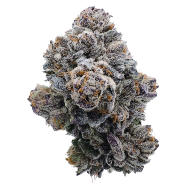 Pink GlitterBomb - Growerschoice Seeds | Feminized
