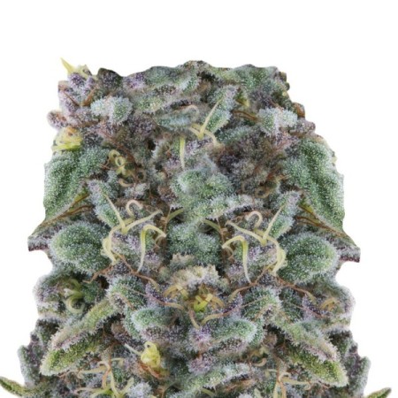 Zkittlez - Growerschoice Seeds | Feminized Cannabis Seeds Zkittlez - Growerschoice Seeds | Feminized Cannabis Seeds