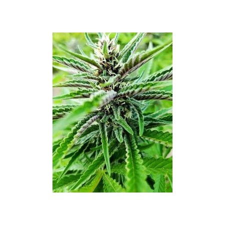 Wifi Punch - Growerschoice Seeds | Feminized Cannabis Seeds Wifi Punch - Growerschoice Seeds | Feminized Cannabis Seeds