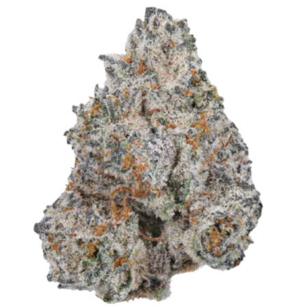 White Truffle Limited Edition - Growerschoice Seeds | Feminized