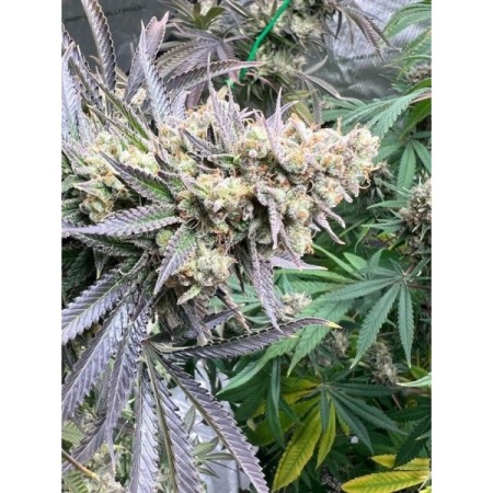 White Truffle Limited Edition - Growerschoice Seeds | Feminized
