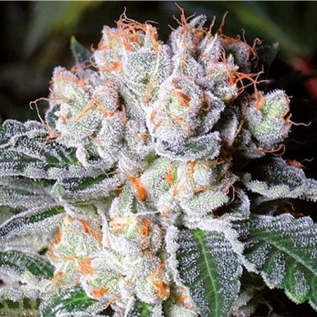 White Fire OG - Growerschoice Seeds | Feminized Cannabis Seeds