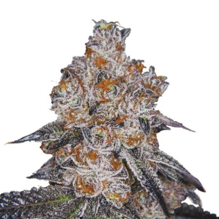 White Fire Gelato - Growerschoice Seeds | Feminized