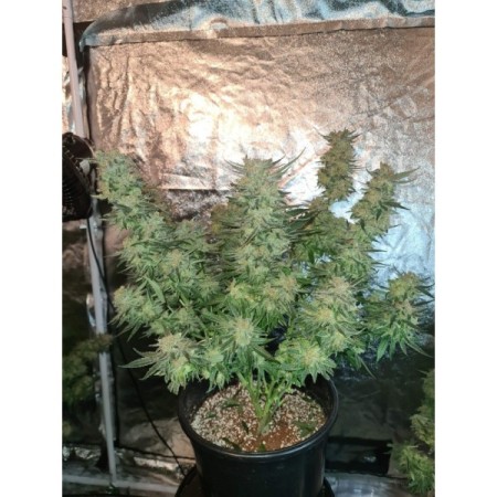 White Fire Gelato - Growerschoice Seeds | Feminized