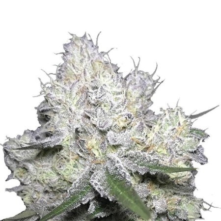 Weddingcake x Frosty Gelato - Growerschoice Seeds | Feminized