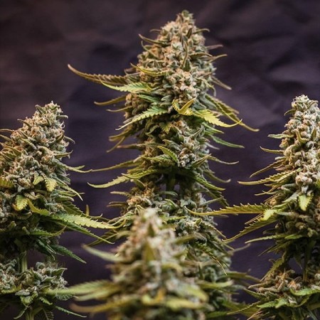 Speedy Chile - Fast Flowering | Royal Queen Seeds | Feminized