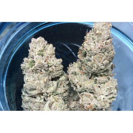 Weddingcake x Frosty Gelato - Growerschoice Seeds | Feminized