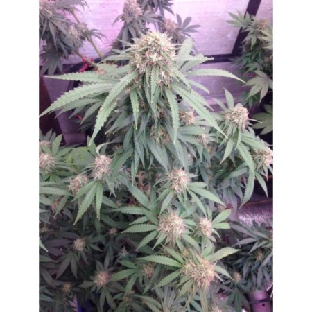 Watermelon Weddingcake - Growerschoice Seeds | Feminized