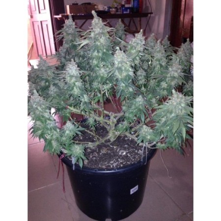 Watermelon Weddingcake - Growerschoice Seeds | Feminized
