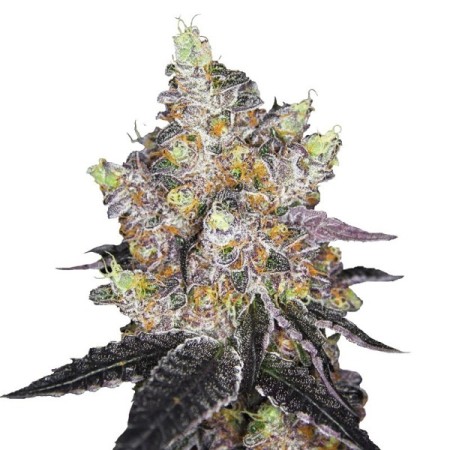 Watermelon Punch - Growerschoice Seeds | Feminized Cannabis Seeds Watermelon Punch - Growerschoice Seeds | Feminized Cannabis Seeds