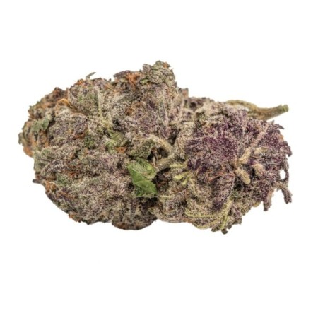 Ultra Violet GMO - Growerschoice Seeds | Feminized
