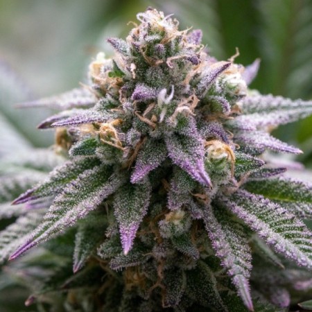 Ultra Violet GMO - Growerschoice Seeds | Feminized Ultra Violet GMO - Growerschoice Seeds | Feminized