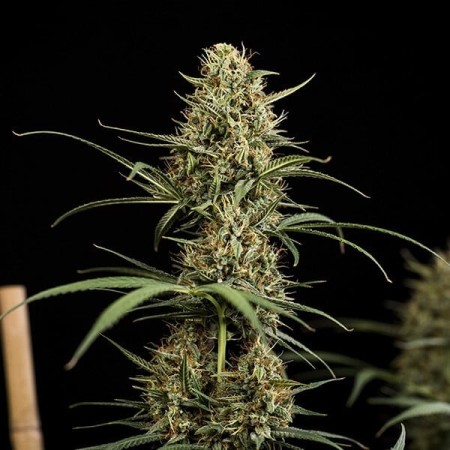 HulkBerry - Royal Queen Seeds | Autoflowering Cannabis Seeds