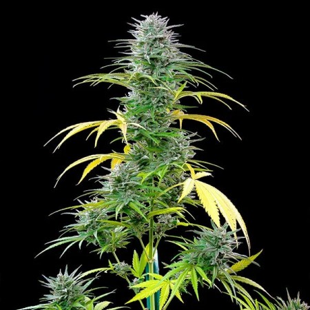 Speedy Chile - Fast Flowering | Royal Queen Seeds | Feminized