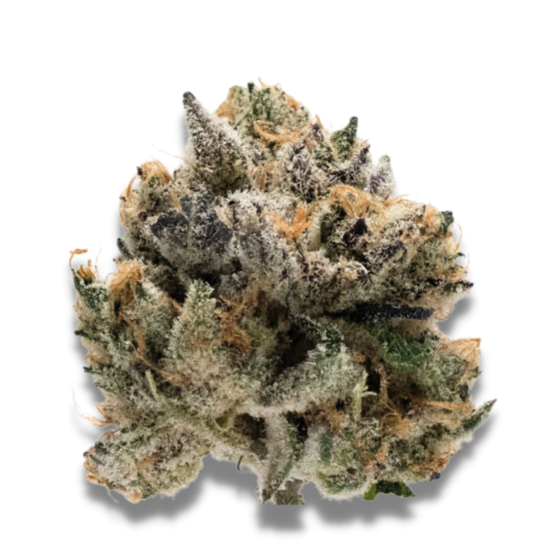 Tropical Cookies - Growerschoice Seeds | Feminized Cannabis Seeds Tropical Cookies - Growerschoice Seeds | Feminized Cannabis Seeds